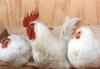 Куры-несушки превью 781650.