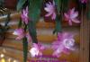 Превью Epiphyllum "Deutsche Kaiserin" Москва - 3