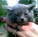 Недорого котёнок породы русская голубая превью 782210.