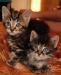 Отдаются котята превью 782454.