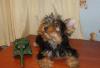 Щенки (мальчики) Йоркширского терьера превью 783981.