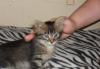 Отдам в хорошие руки котенка превью 784434.