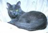 Очень красивый котик - фенотип русской голубой превью 784711.
