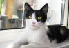 Черно-белая кошка Дуся ждет своего хозяина превью 785000.
