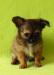 Продаются мини крошки породы чихуахуа (д/ш) превью 785950.