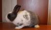 Кролик 2 мес. за 1000 руб превью 786581.