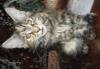Котята мейн кун превью 786708.