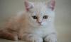 Британские котята эффектных мраморных окрасов превью 786898.