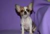 Превью Чихуахуа гш Москва - 1