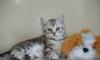 Британские котята превью 787136.