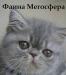 Превью Голубая плюшевая экзоточка Москва - 2