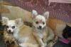 Палевые чихуашечки ,малышка и взрослая превью 787290.