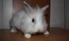 Кролик 2 мес превью 787363.