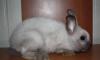 Кролик 2 мес превью 787523.