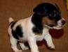 Джек рассел терьер девочка 2 месяца превью 789171.
