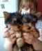 Щенки йоркширского терьера превью 789357.