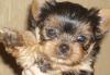 Щенки йоркширский терьеров превью 789998.