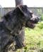 Превью Прогулки Ваше хобби Тогда Вам нужен Роббин Москва - 2