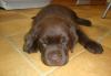 Лабрадора щенки шоколад. чёрные превью 791242.
