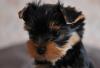 Продаются щенки йоркширского терьера превью 791423.