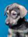 Превью В дар чудесный щенок 3 месяцев Москва - 2