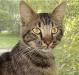 Молодой котик интересного окраса ищет дом превью 791840.