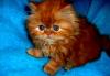 Кошечка и котик персидские ярко-рыжие превью 791967.