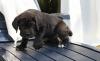 Элитные щенки кане корсо превью 792237.