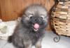 Щенки карликого шпица превью 790376.