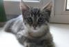 Котенок 3 месяца, девочка. Игривая серая пеструшка превью 793231.