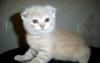 Котик кремовый вислоушка превью 793300.
