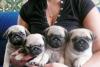 Мопс щенки превью 794173.