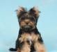 Йоркширский терьер, девочка. Жизель превью 794417.