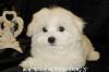 Мини щеночки мальтезе. мальчики и девочки превью 794703.