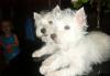 Вест-хайленд уайт терьер щенки превью 794922.