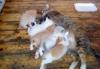 Отдам котят превью 795063.