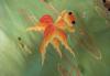 Превью Скатерть шелк натуральный вышитая шелком Япония Москва - 1