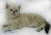 Кот голубоглазый шотландский мраморный колор-пойнт превью 796163.