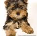 Йоркширский терьер - девочка превью 796579.
