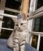 Превью Шотландский короткошерстный котенок Красноярск - 1