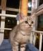 Превью Шотландский короткошерстный котенок Красноярск - 2