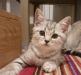Превью Шотландский короткошерстный котенок Красноярск - 4