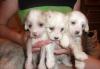 Продаю щенки кита превью 796768.