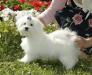 Мальтийская болонка щенки превью 796952.