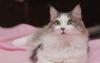Очаровательная Эвелина-нежная мурчалка (3 г.) превью 790730.
