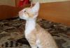 Превью Котята корниш-рекс Екатеринбург - 4