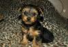 Йоркширского терьера щенки превью 790778.