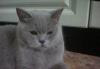Британская кошка в дар превью 798077.