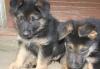 Щенки немецкой овчарки превью 798345.