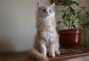 Превью Котик мейн кун Москва - 2